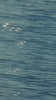 video thumbnail image setion