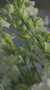 video thumbnail image setion