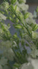 video thumbnail image setion